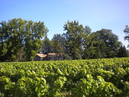 Vineyard